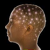 /i//Brain_photo_-_jpeg3.jpg
